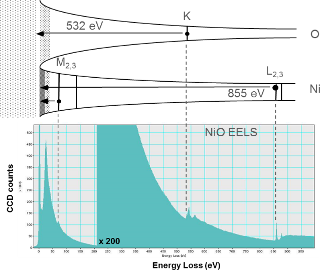 Correlation between EELS and specimen features