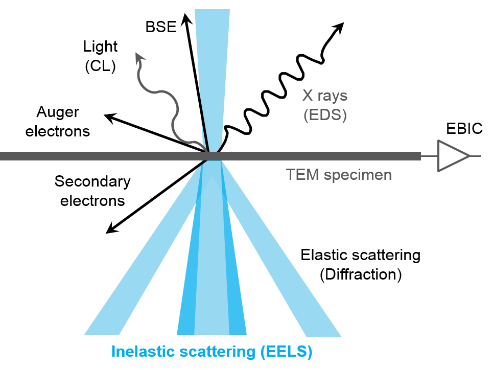 plant genomes methods for genetic