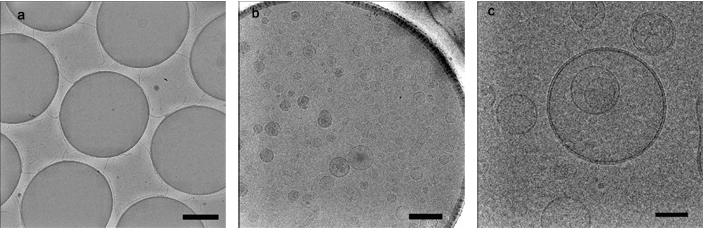 Frozen hydrated, low dose images of 1-palmitoyl 1-oleoyl phosphatidylcholine (POPC) lipid vesicles with peptide prepared on a Quantifoil® R3.5/1 holey carbon specimen support. Quantifoil® was cleaned in the Solarus advanced plasma cleaning system for 30 s using the exclusive H2/O2 gas mixture. Three microliters of the lipid/peptide solution was applied to the surface of the holey support followed by blotting and plunge freezing into liquid ethane at -172 °C using the Cryoplunge system. Images were recorded on a JEM2100 at 200kV with a Gatan US4000 CCD camera. (a) Survey image showing distribution of the peptide decorated lipid vesicles (total electron dose approximately 2 e-/Å2.) (b and c) Higher magnification images at 15kX and 60kX (total electron dose 7 and 15 e-/Å2 respectively) with defocus setting of 1.5 μm. Scale bars: (a) 1.5 μm, (b) 400 nm and (c) 100 nm. Images courtesy of Mr. Htet Khant, National Center for Macromolecular Imaging, Baylor College of Medicine, Houston, TX. USA.