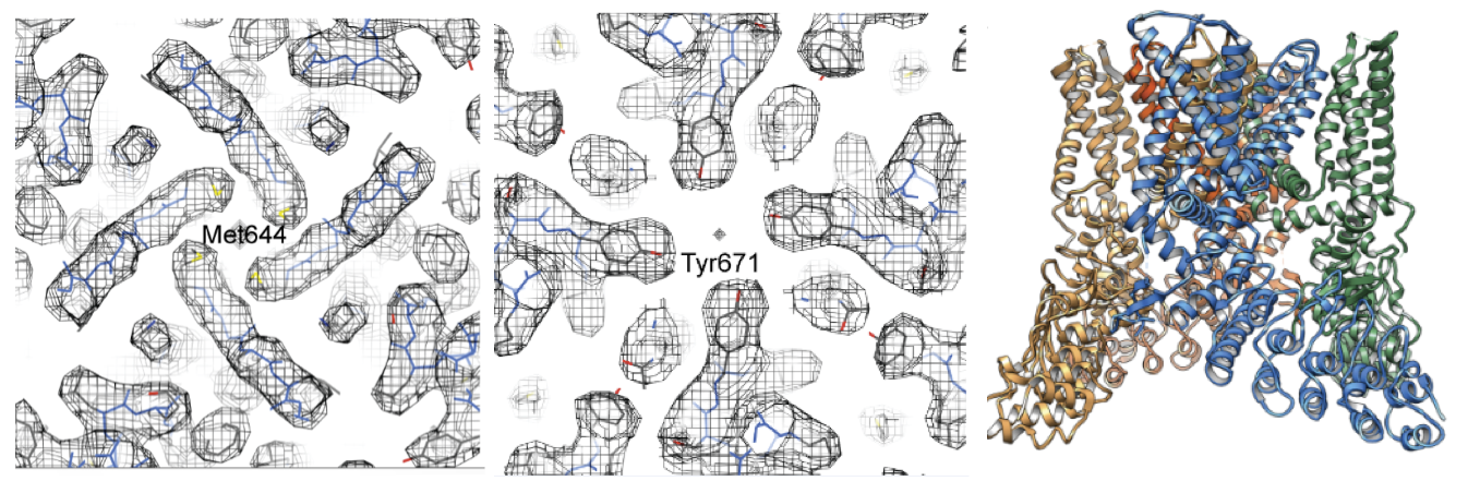 First 3.4 Å TRPV1 structure solved by cryo-EM