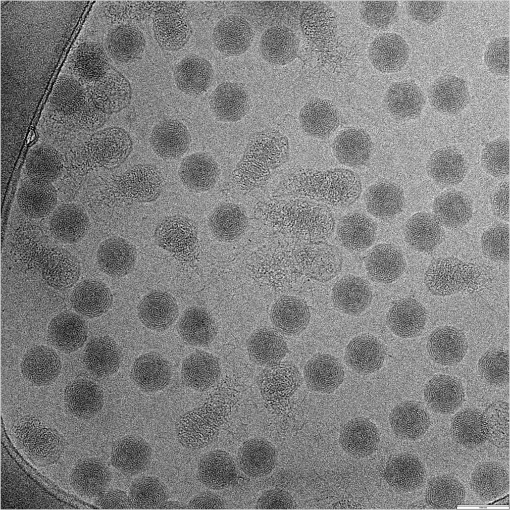 Cryo-EM images of T7 phage