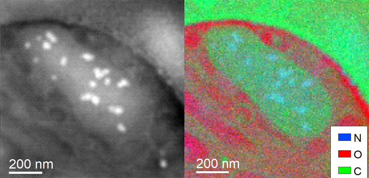 EELS elemental mapping of cryogenically frozen mitochondria in human retinal ganglion cells