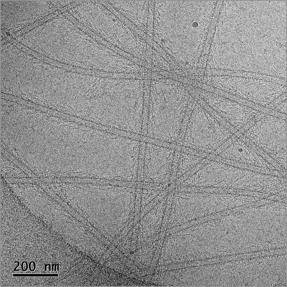 Frozen-hydrated image of the Ndc80 complex decorated microtubules