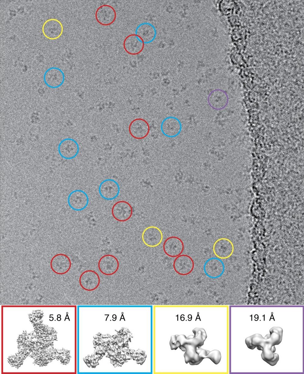 K2 Summit camera enables the study of heterogeneous particles by cryo-EM