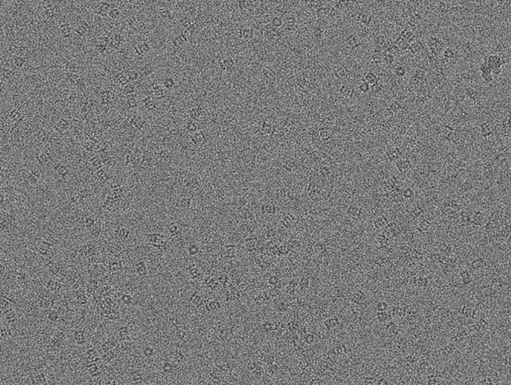 K2 Summit 300 kV low-dose image