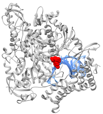 Structure of the RNA-dependent RNA polymerase from COVID-19 virus