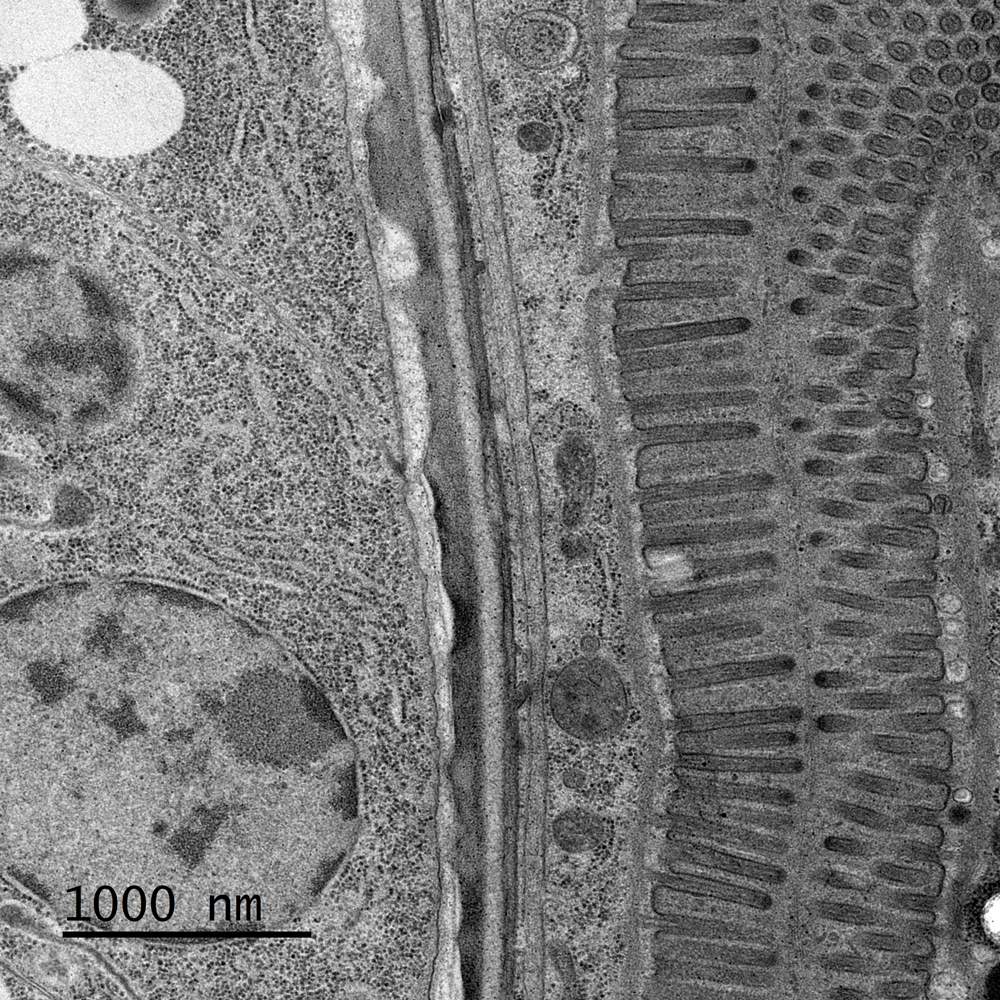 High-resolution image of C. elegans stomach sample