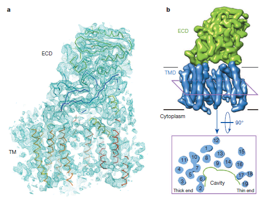 First 3D structure of human γ-secretase determined by cryo-EM at 4.5 Å resolution
