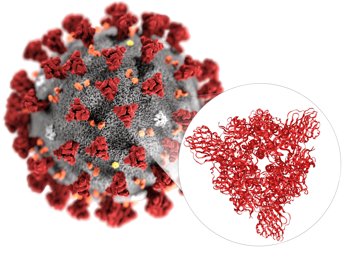 Отсутствие коронавируса. SARS-cov-2 Дельта штамм. Коронавирус Covid. Coronavirus Covid 19 structure. Структура Дельта штамма коронавируса.