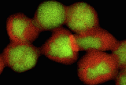 x-ray spectroscopy EDS EDX