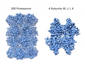 2.7 Å structure of the 20S Proteasome 
