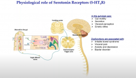 Cryo EM reveals mechanisms of gating and drug modulation in 5 HT3A receptors webinar