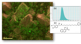 Revealing the distribution of organic materials in the SEM