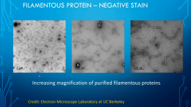 Imaging Diverse Biological Specimens in a Core Facility