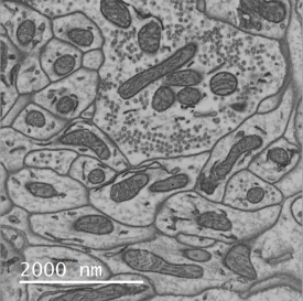 Synaptic vesicles