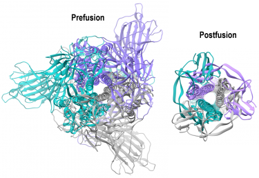Distinct conformational states of SARS-CoV-2 spike protein