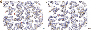 K2 camera helps identify first ~700 kDa protein structure with D7 symmetry at 3.3 Å resolution using cryo-EM