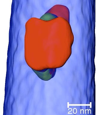 Simultaneous EELS and EDS spectrum image