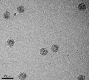 Frozen-hydrated rotavirus double-layered particles